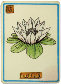 Card Reading - Lotus