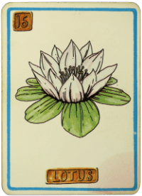 Card Reading - Lotus